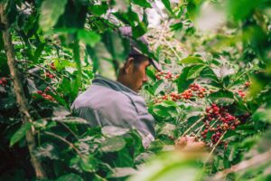 Leticia's family-owned coffee farm in Honduras